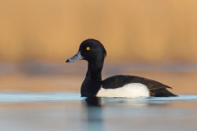 Kawaler
