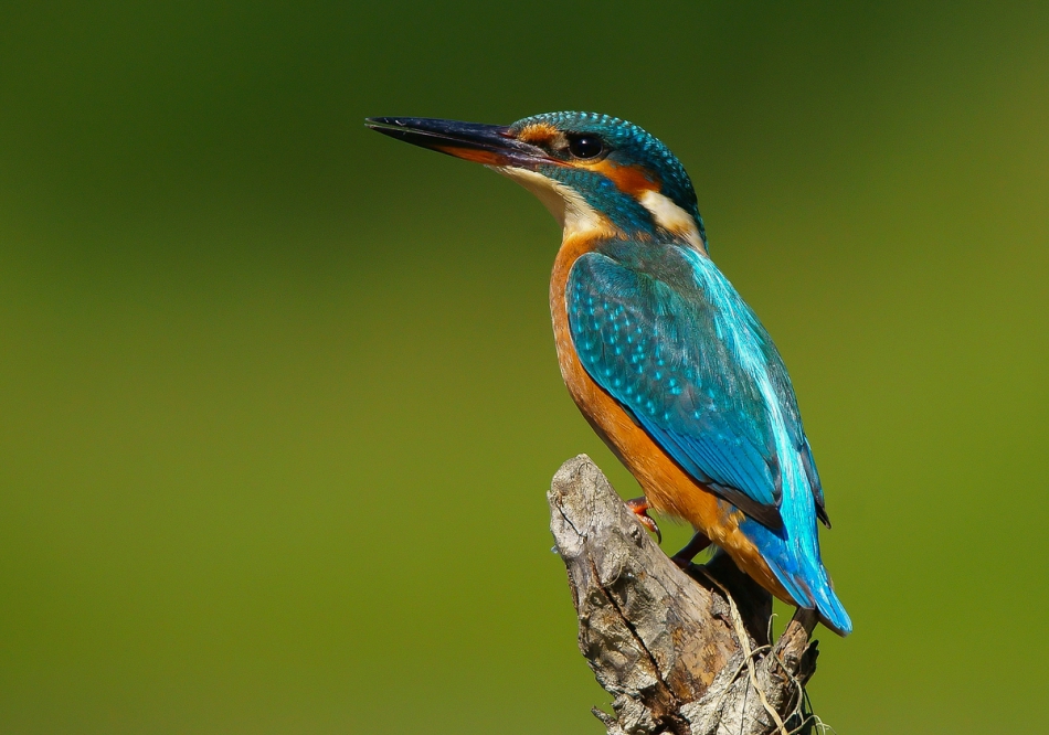 amigamedia - Klejnot. Zimorodek - Alcedo atthis . Zdjęcie 243837
