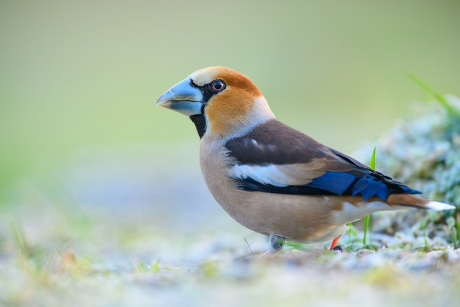 raftik - Grubodziób, Hawfinch (Coccothraustes coccothraustes) ... 2024r. . Zdjęcie 322883