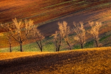 Morawskie pola