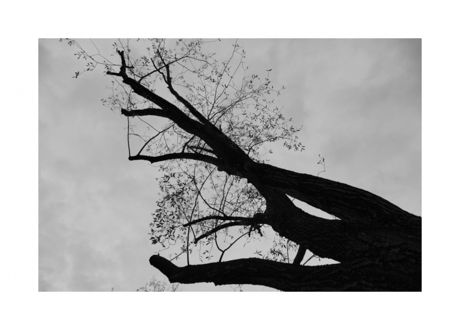 Up. . Zdjęcie 337004