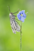 Siona lineata