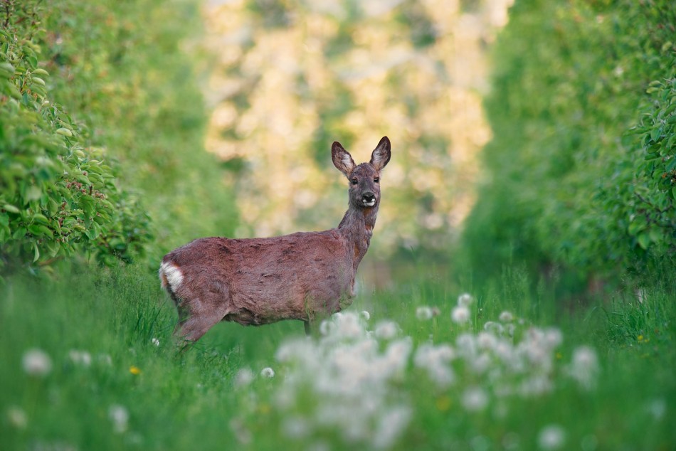Rusałka. . Zdjęcie 337556