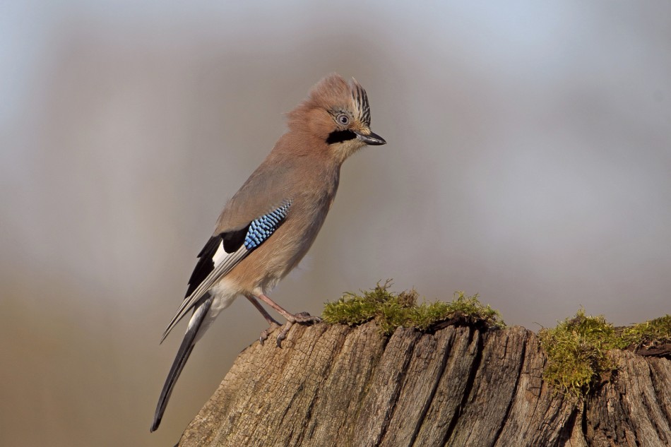 Sójka. . Zdjęcie 339446