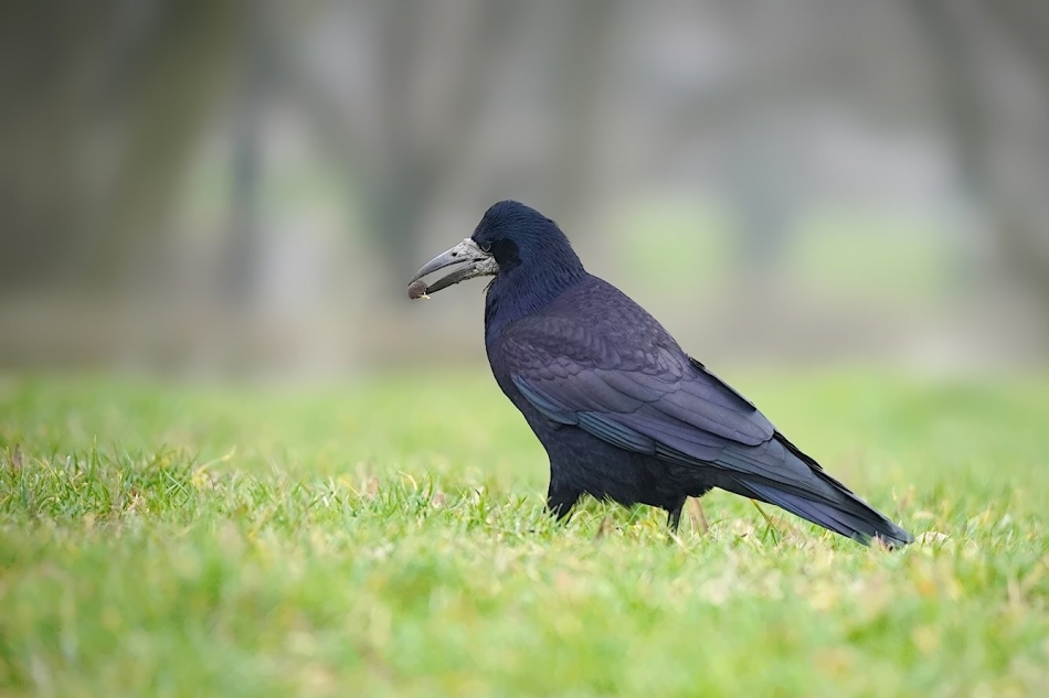 keni - Gawron (Corvus frugilegus) . . Zdjęcie 322839