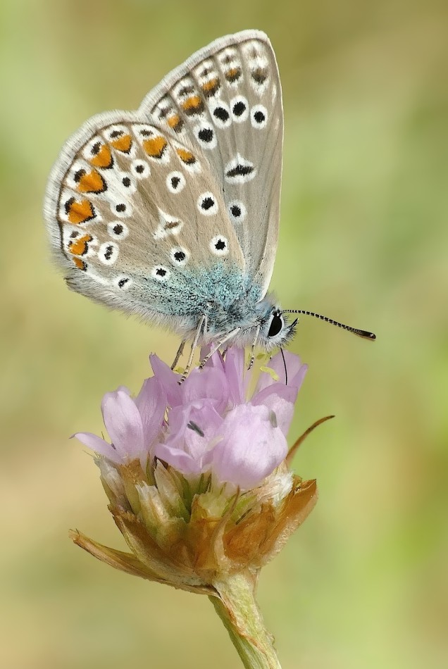 Motyl na kwiecie – piękno natury. . Zdjęcie 339415
