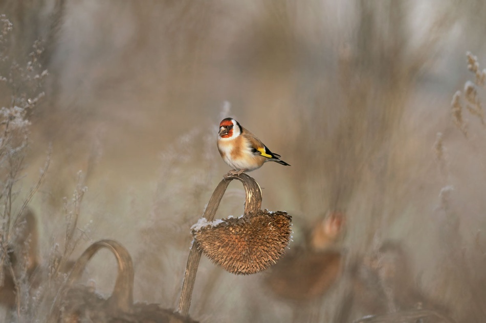 Trznadel. . Zdjęcie 337312