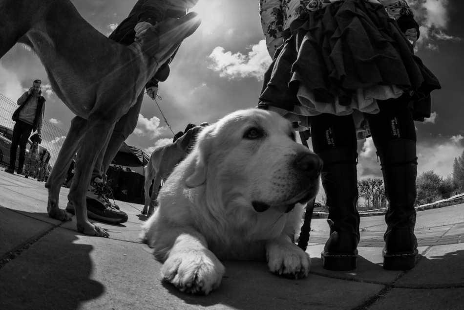 marhaba - Świat Pieseła. . Zdjęcie 195501