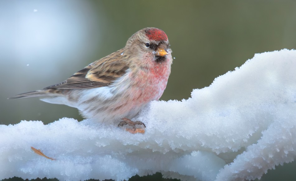 roman53 - Czeczotka. . Zdjęcie 337874