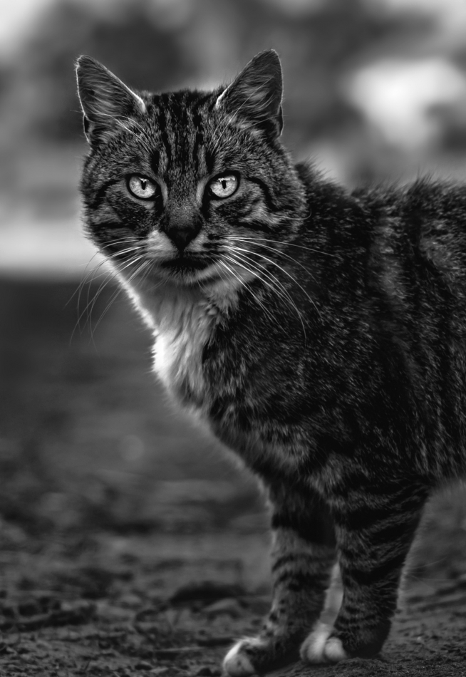 el gato. . Zdjęcie 335276