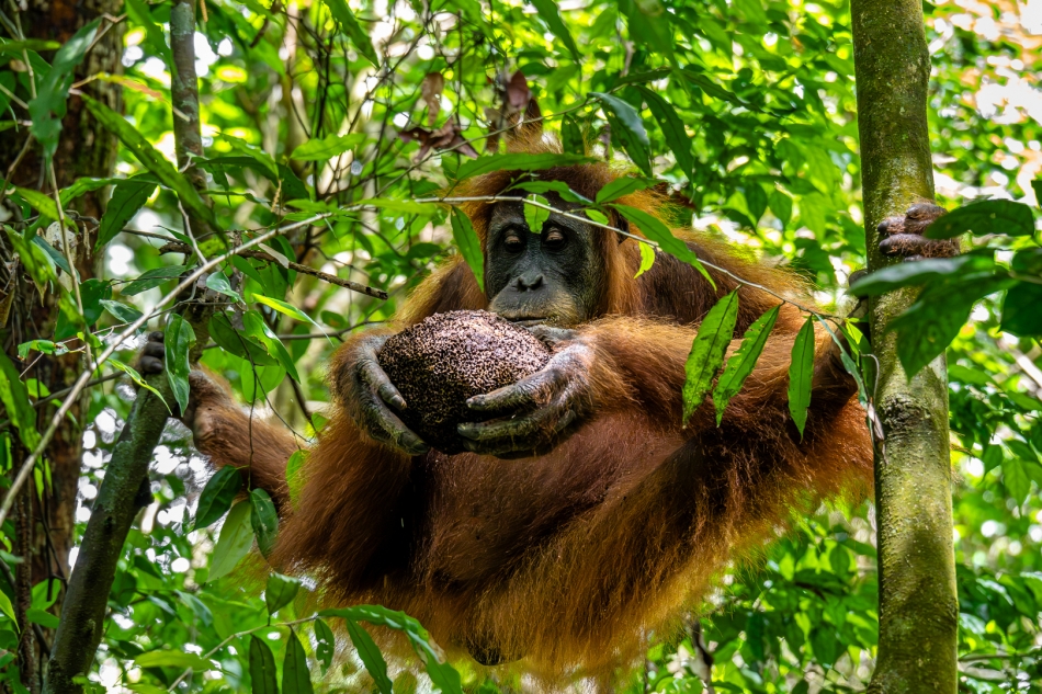 jerzy_safijanski - . 97% wspólnego DNA , ale ja tak nie potrafię . Dziko żyjący orangutan na Sumatrze.. Zdjęcie 329428