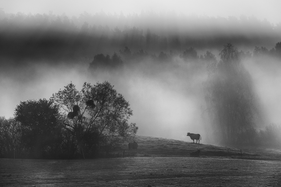 jerzy_safijanski - Jesień. . Zdjęcie 307943
