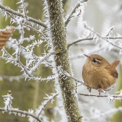 Ptak ciernistych krzewów