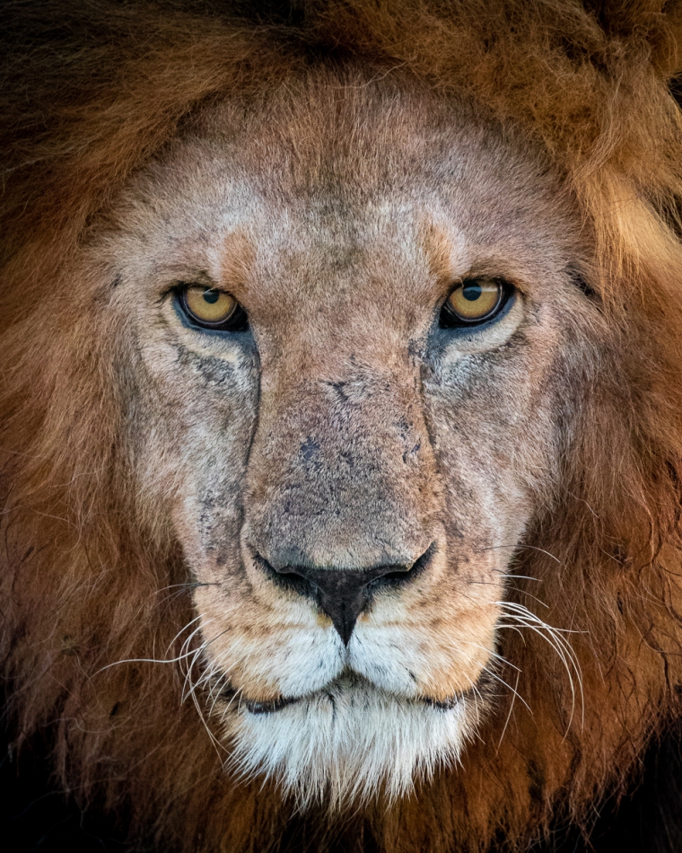 Lilen - Poranny portret. Portret jednego z dwójki braci, którzy wczesnym rankiem przemierzali swoje królestwo zlokalizowane na równinach Namiri w środkowym Serengeti.. Zdjęcie 312168