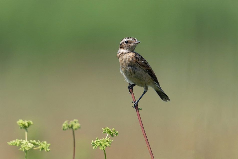 tomeq67 - Pokląskwa.. . Zdjęcie 270172