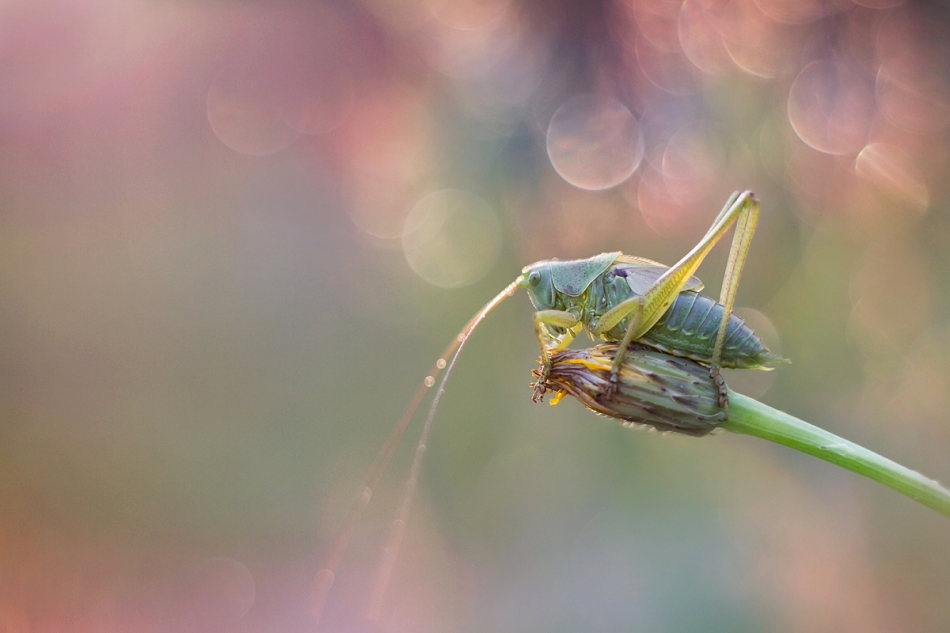 agnez - . PE. Zdjęcie 215595