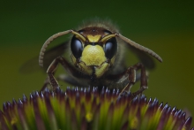 Vespa crabro.