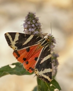 Krasopani hera (Euplagi...