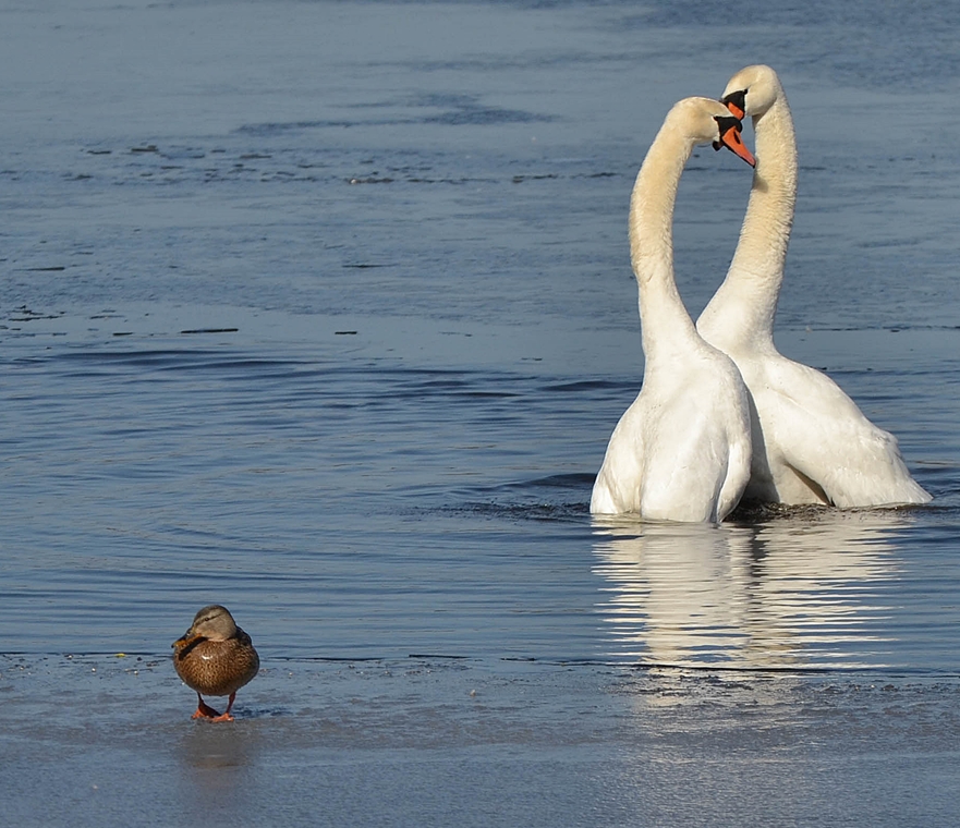 atabecia - wstydzę się gdy to widzę:). . Zdjęcie 86863
