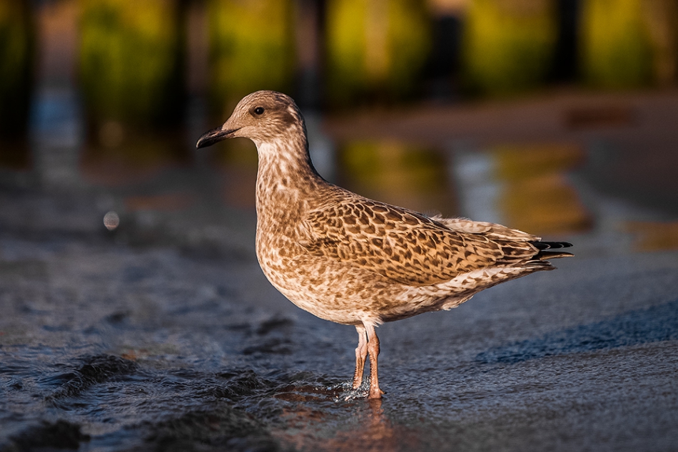 janish - . . Zdjęcie 158605