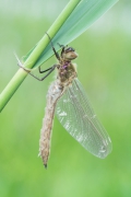 Cordulia aenea