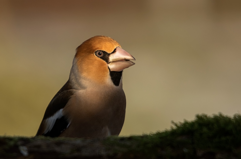 roman53 - . . Zdjęcie 308575