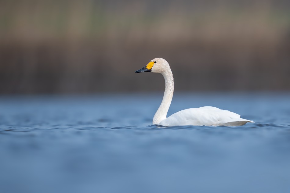 Rodzynek. Łabędź czarnodzioby (Cygnus columbianus). Zdjęcie 339843