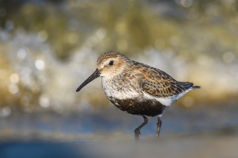 tomeq67 - Biegus zmienny.. Zapraszam na PE. Zdjęcie 293391