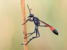 Ammophila sabulosa