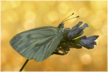 Dreams Essence