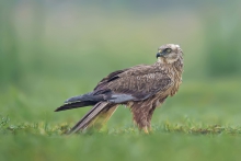 Błotniak stawowy