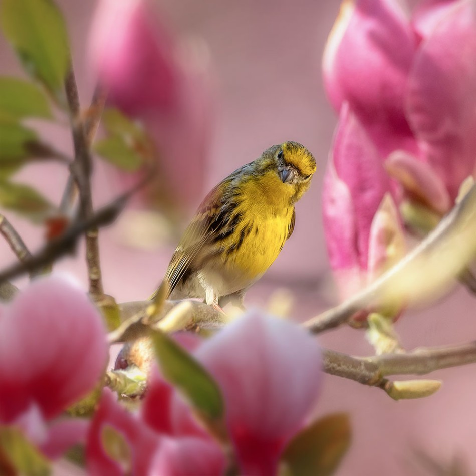 Kulczyk na tle magnolii wiosennie. . Zdjęcie 339922