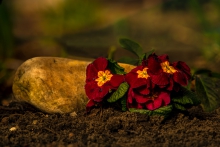 Kwiaty na kamieniu