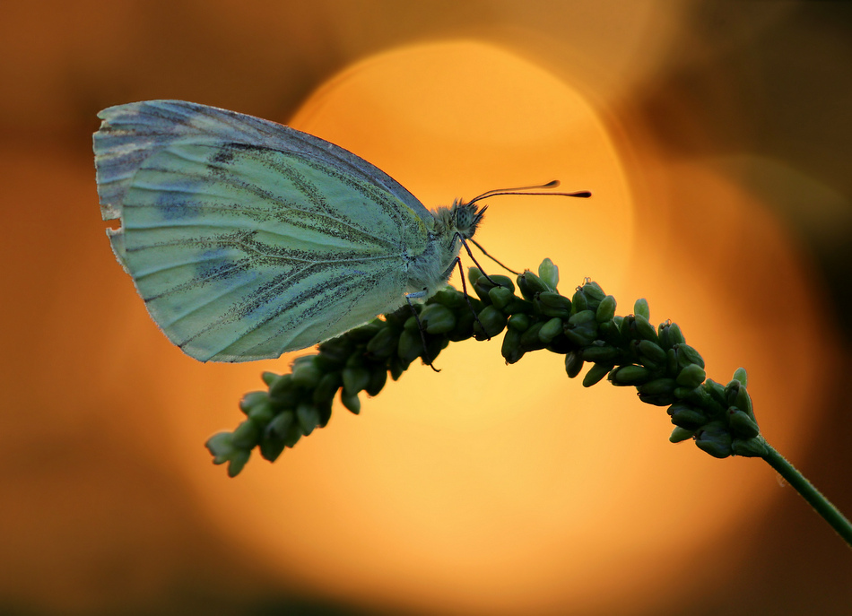 ktosiu - ***. . Zdjęcie 96331