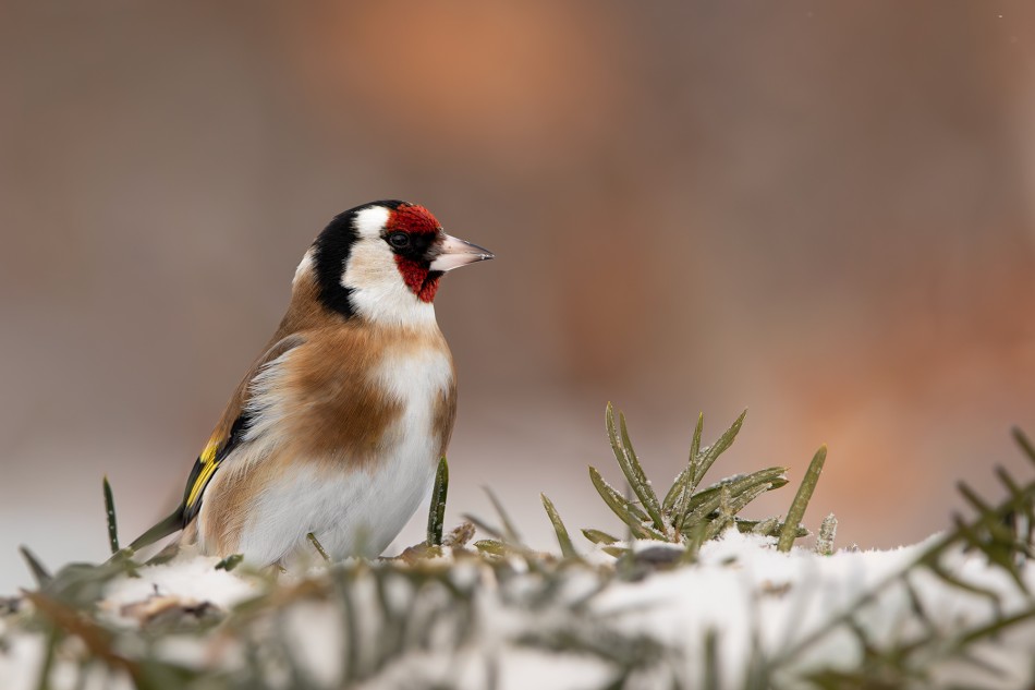 Szczygieł. . Zdjęcie 338768