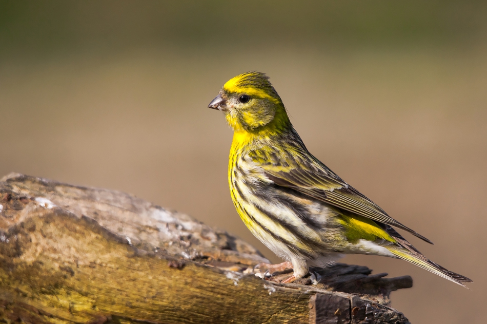 roman53 - . . Zdjęcie 283679