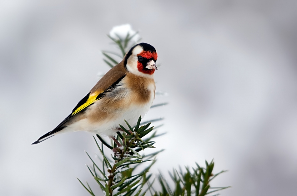 roman53 - Szczygieł. . Zdjęcie 310296