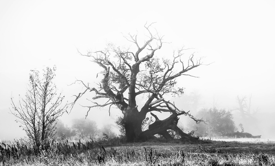 Baletnica. . Zdjęcie 338457