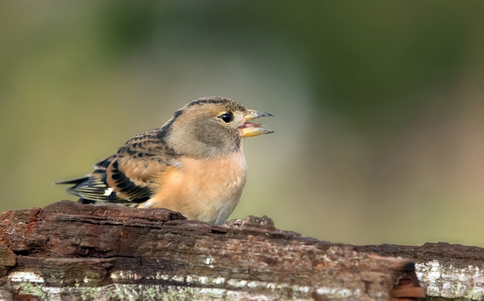 roman53 - . . Zdjęcie 320565