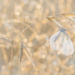 Wietek w porannych błyskotkach.