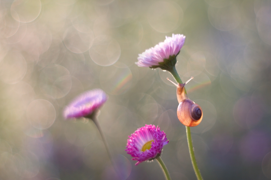 agnez - . PE. Zdjęcie 237823