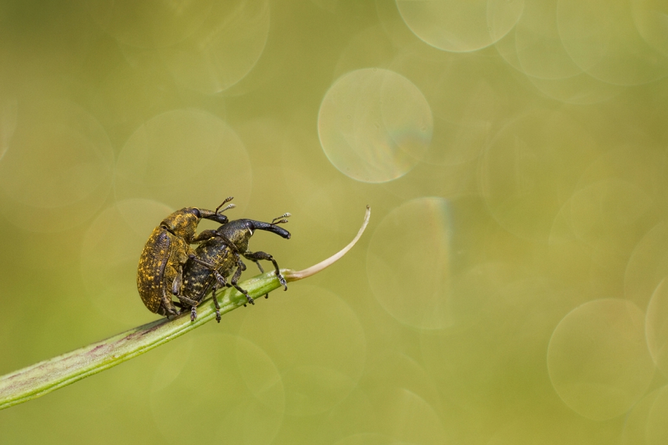 agnez - ***. Liparus glabrirostris   Zapraszam na PE. Zdjęcie 142696