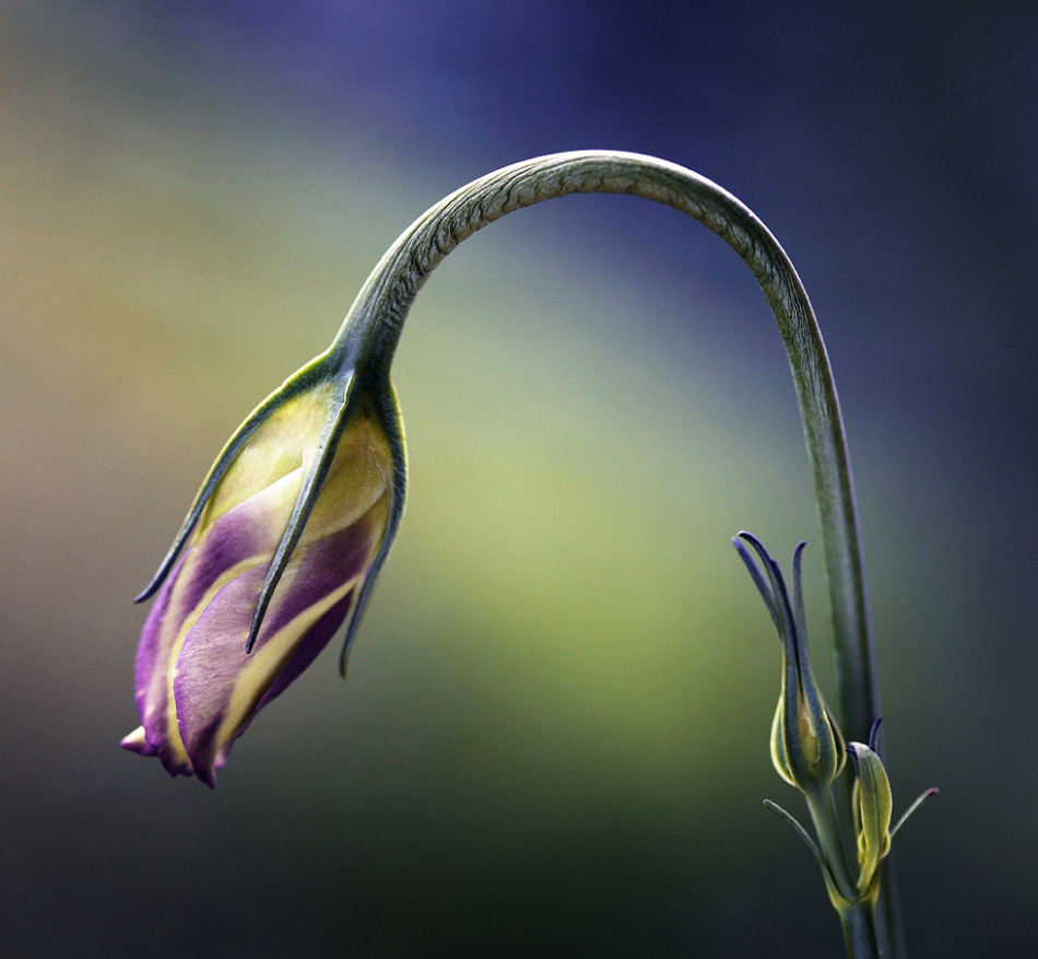 mycatherina - Alone.... . Zdjęcie 187775