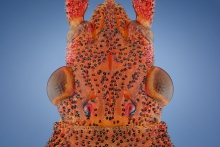  Gonocerus acuteangulatus.