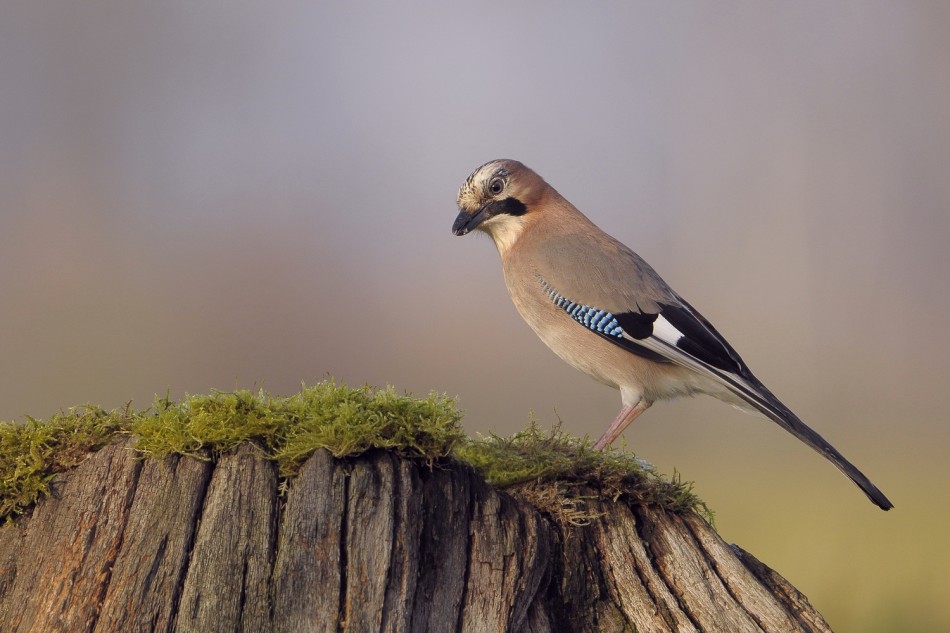 Sójka. . Zdjęcie 337846