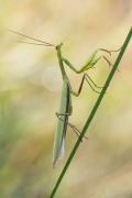 Mantis religiosa
