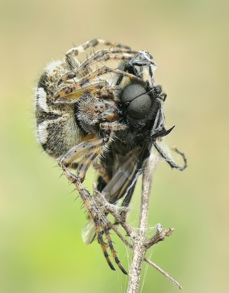Pająk w akcji: Polowanie na muchę. PE proszę. Zdjęcie 339005