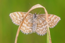 Wątlak trójpasek
