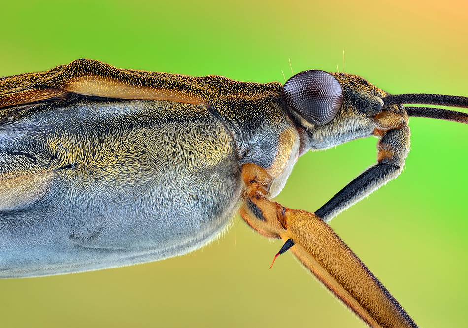 irass - Nartnik.. Gerris lacustris.. Zdjęcie 124568