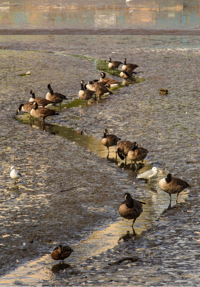   Odpływ. . Zdjęcie 337366